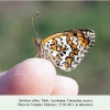 melitaea abbas turanchay male ex larva2